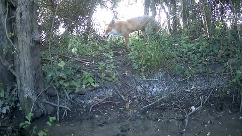 Wild Red Fox Standing Side Profile Woodland Trail Camera Image Stock Photos