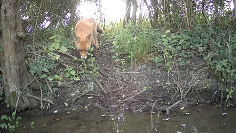 Wild Red Fox Standing in Undergrowth Daylight Trail Camera Footage Stock Footage 341765634