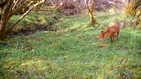Wild Red Fox Vixen &amp; Red Deer Stag Stay Alert Whilst Feeding — Then Lock Eyes Video stock 335173961