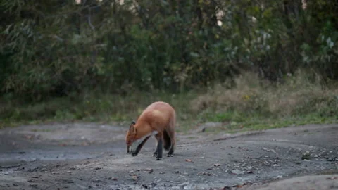Wild Red Fox Vulpes vulpes feeding in a field at the edge of a wood. Stock Footage 130741348
