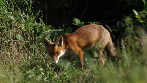A wild Red Fox, Vulpes vulpes, is feeding at the entrance to its den. Stock Footage 140450593