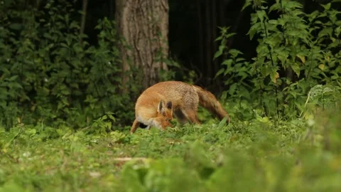 A Wild Red Fox, Vulpes vulpes, and Magpies feeding at the edge of a woodland. Stock Footage 140453783