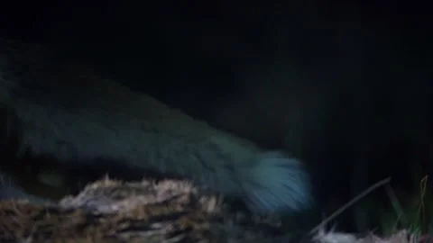 A wild red fox, vulpes vulpes, at night eats a dead deer and looks around. Stock Footage 261367547