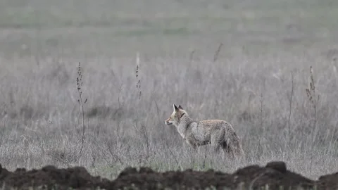 Wild Red Fox Vulpes vulpes walking through a field in slow motion Stock-Footage 320365972