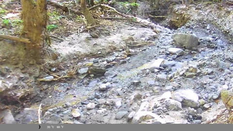 Wild Red Fox (Vulpes vulpes) Carrying Prey Across Rocky Forest Stream Video stock 340746983