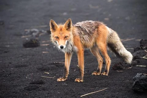 Wild Red Fox (Vulpes vulpes beringiana) standing on black sand. Kamchatka Pen Stock Photos