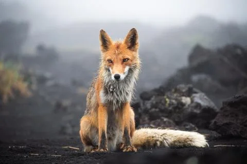 Wild Red Fox (Vulpes vulpes beringiana) standing on black sand. Kamchatka Pen Stock Photos