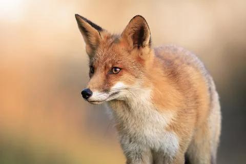 Wild red fox, vulpes vulpes, foraging in a meadow Stock Photos