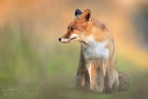 Wild red fox, vulpes vulpes, foraging in a meadow Stock Photos