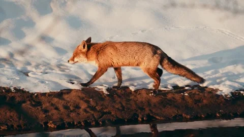 Wild Red Fox Walking Along Snowy Riverbank at Sunrise. Stock Footage 321180207