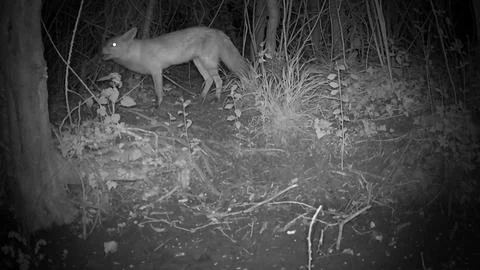 Wild Red Fox Walking at Night Eye Glowing Trail Camera Image Stock Photos