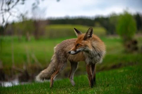 Wild Red Fox Walking Through Quiet Spring Meadow Stockfoto's