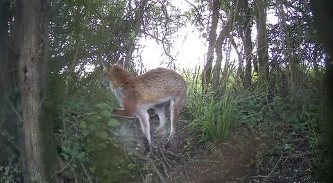 Wild Red Fox Walking Turned Backward Woodland Trail Camera Image Stock Photos