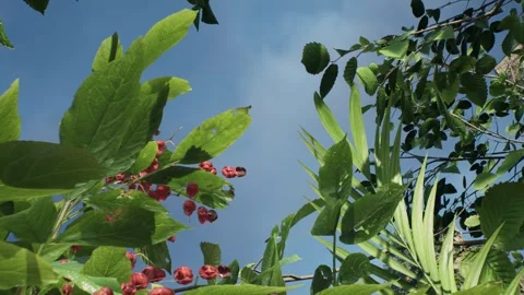 Wild Red Fruit and Vibrant Greenery Growing on Rocky Cliffside 스톡 동영상 315495577