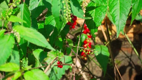 Wild red fruit in the forest 10bit 4k 60fps Stock Footage 269707486
