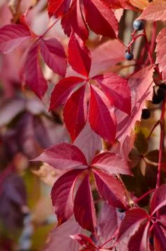 Wild red grape leaves. Bright fall background. Stock Photos