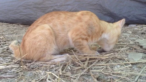 Wild Red kitten Cat eats a lizard on the Ground in Nature Close up Stock Footage 119688401