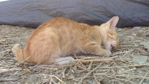 Wild Red kitten Cat eats a lizard on the Ground in Nature Close up 2 Stock Footage 119688416
