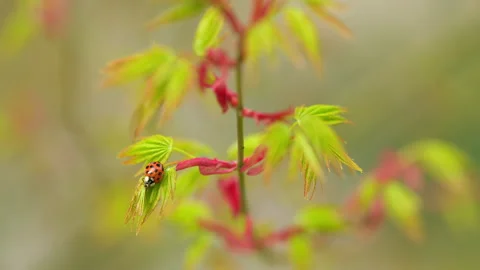 Wild Red Ladybug On Green Leaves Of Japanese Maple Trees That Are Blooming At Stock Footage 258636081