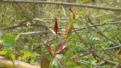 Wild Red Leaf Shoots 库存影片 333908504