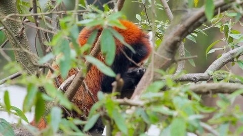 Wild Red Panda on Tree Stock Footage 101077220
