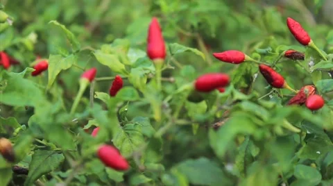 Wild red pepper trees Video stock 58635206