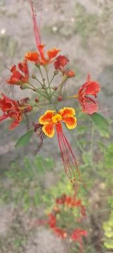 Wild red plants Stock Photos