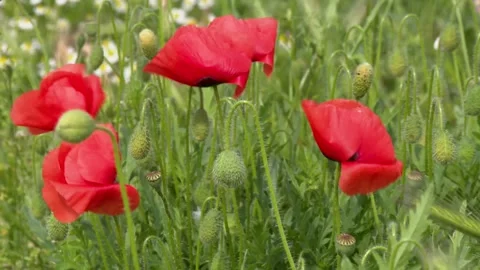 Wild red poppies bloom in spring (close-up) Stock Footage 242453681