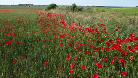 Wild Red poppies field in springtime Stock Footage 155287655