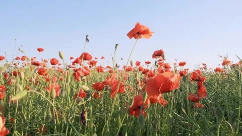Wild red poppies Stock Footage