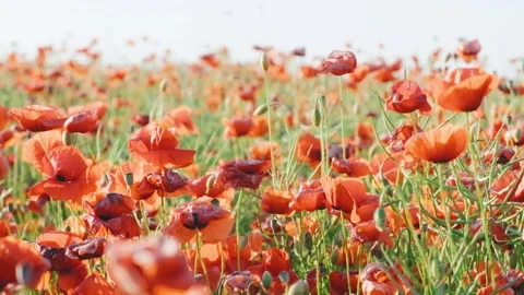 Wild red poppies Stock Footage 186056510