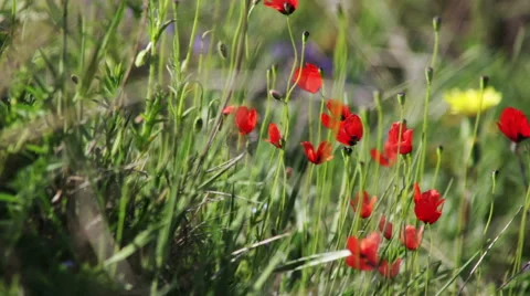 Wild red poppies on the hillside Stock Footage 50018706
