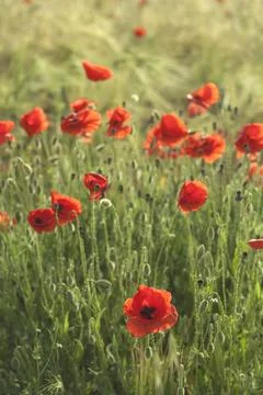 Wild red poppies in the springtime fields Stock Photos