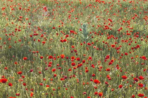 Wild red poppies in springtime Stock Photos