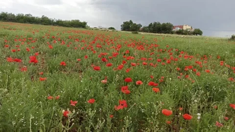 Wild Red Poppies Swaying in the Wind Video stock 333207745