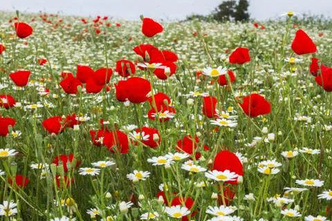 Wild red poppy and white daisy flowers . Stock Photos