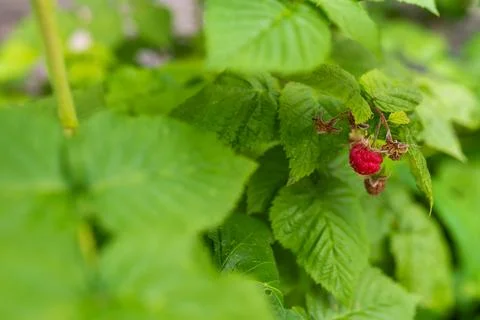 Wild red raspberry growing on bush. Close-up. Stock Photos