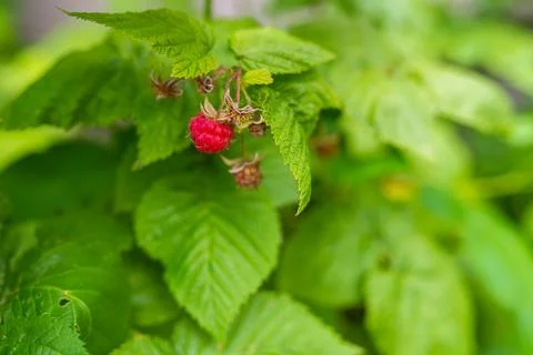 Wild red raspberry growing on bush. Close-up. Stock Photos