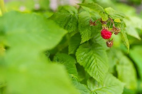 Wild red raspberry growing on bush. Close-up. Stock Photos