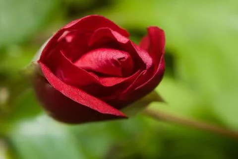 Wild red rose Stock Photos