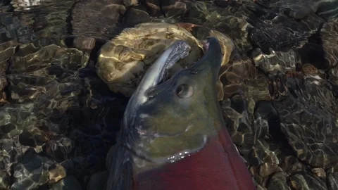 Wild red salmon fish Sockeye Salmon swimming in shallow water in river, breathes Stock Footage