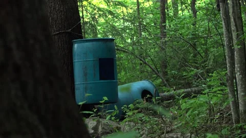 Wild Red Squirrel Crawling Up Tree and Away From Forest Bait Station Stock Footage 345167269