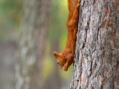 Wild red squirrel eating nut hanging on tree trunk Stock Photos
