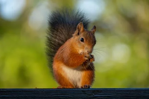 Wild red squirrel eating a nut with a beautiful green bokeh Stock Photos