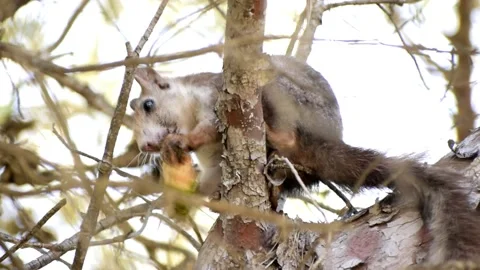 Wild Red Squirrel eating a pine cone Видео 134487067