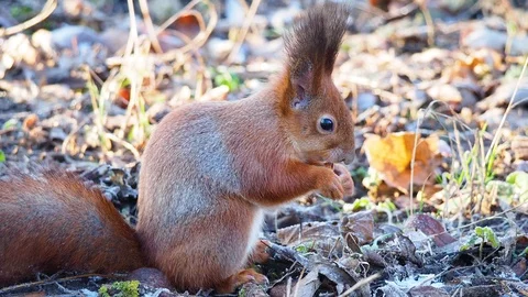 Wild red squirrel eating walnut Stock Footage 122690327