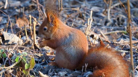 Wild red squirrel eating walnut Stock Footage 122996874