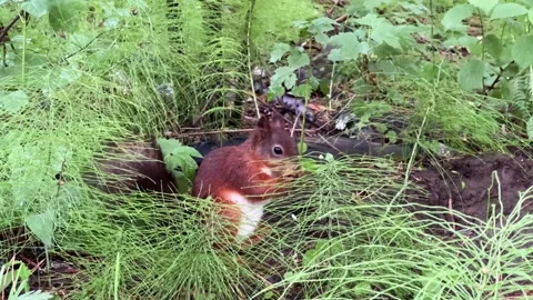 A wild red squirrel is eating while sitting on the ground amidst green grass Stock Footage 339272233