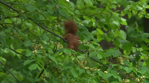Wild red squirrel feeding in beech tree during spring (close up) Stock Footage 327120130