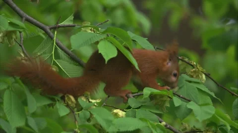 Wild red squirrel feeding in beech tree during spring (close up) Stock Footage 327120133